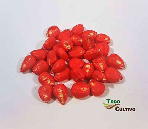 Maíz híbrido para sembrar de ciclo medio-largo (600) no transgénico. 1 Kilo