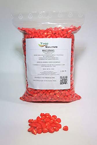 Maíz híbrido para sembrar de ciclo medio-largo (600) no transgénico. 1 Kilo