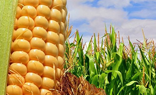 Maíz híbrido para sembrar de ciclo medio-largo (600) no transgénico. 1 Kilo