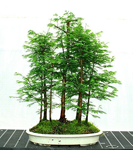 (Metasequoia D * Ambizu *) 50 + 50 PC secoya de amanecer Bosque Bonsai Semillas Bonsái Metasequoia glyptostroboides