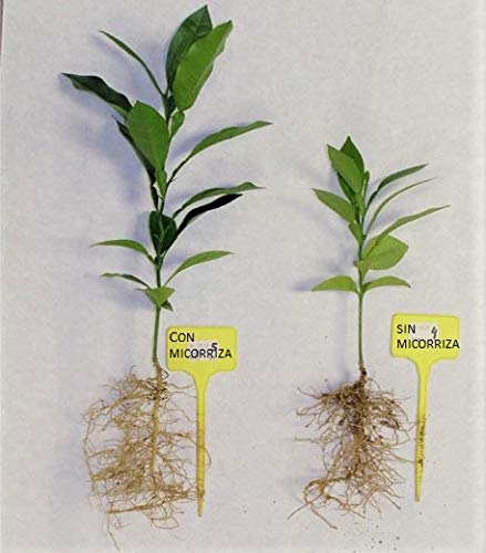 Micorrizas pastillas enraizantes. 70 pastillas aprox. (500grms), Hongo Ascophyllum nodosum Micorrizas y trichodermas de `plantacion