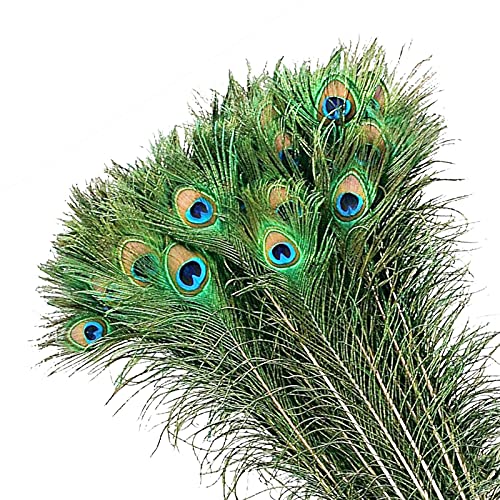 MWOOT 50 pcs Plumas Pavo Real, Plumas Ojo Pavo Real Verde para Arte de Manualidades Bricolaje, Plumas Cola Pavo Real para Decoración Banquete de Boda de la Mascarada del Carnaval (28-32CM)