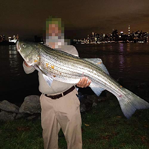 North American Stink Bug from Japan