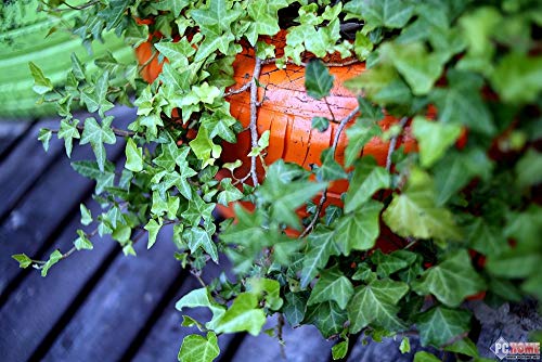 Objetivo Yongnuo YN-35mm F/2 para cámaras DSLR Nikon - Auto Enfoque AF/MF