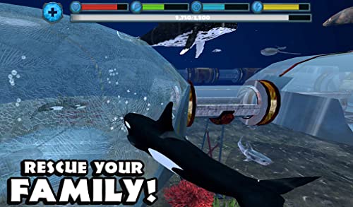 Orca Simulator