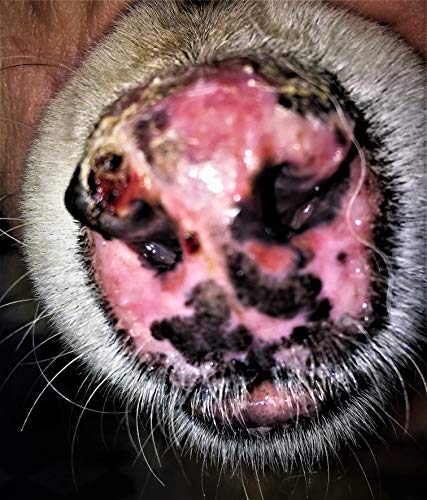 OZONOVET 15 LIPOGEL Gel Uso tópico en Dermatitis de Mascotas Que inhibe el Medio de contaminación de bacterias, Hongos, levaduras y Virus. Normaliza, Regenera y Reepitaliza Piel y mucosas.