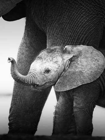 Pintura de diamante blanco y negro, taladro redondo cuadrado completo, punto de cruz, bordado de diamantes, elefante, mosaico de animales, venta artesanal A15 50x70cm