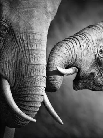 Pintura de diamante blanco y negro, taladro redondo cuadrado completo, punto de cruz, bordado de diamantes, elefante, mosaico de animales, venta artesanal A15 50x70cm