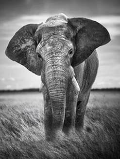 Pintura de diamante blanco y negro, taladro redondo cuadrado completo, punto de cruz, bordado de diamantes, elefante, mosaico de animales, venta artesanal A15 50x70cm