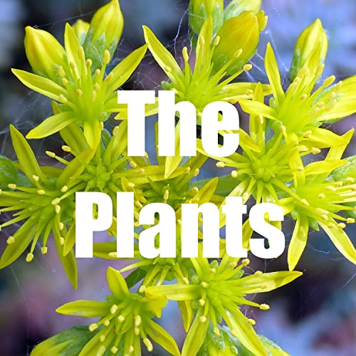 Symphony Like the Blade