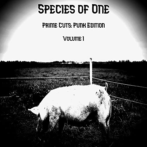 To Dumb To Run (Shill Factory) [Explicit]