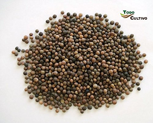 Veza tratada para sembrar. 5 Kilos. Leguminosa productora de abundante forraje muy utilizado como comida para animales domésticos.