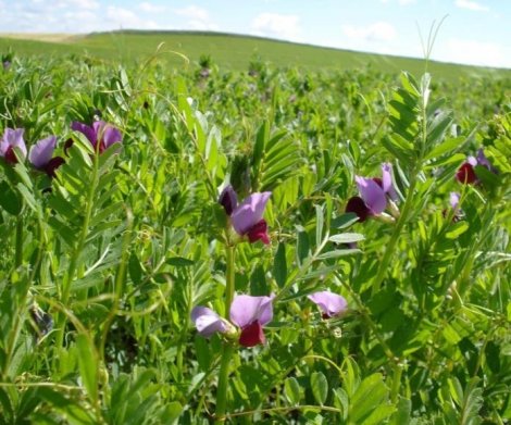 Veza tratada para sembrar. 5 Kilos. Leguminosa productora de abundante forraje muy utilizado como comida para animales domésticos.