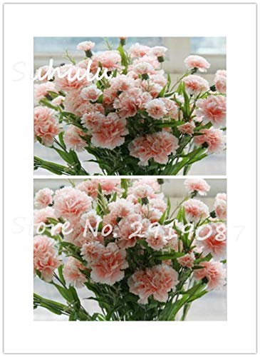 100Seeds/Bag Rare Pink Beautiful Carnation Seeds Sowing Seasons Easy To Live Perennial Garden Decoration Bonsai Flower Seeds