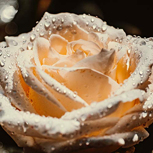 21 Rain Sleep Aid Sounds - Perfect to Drift off, Unwind & Relax