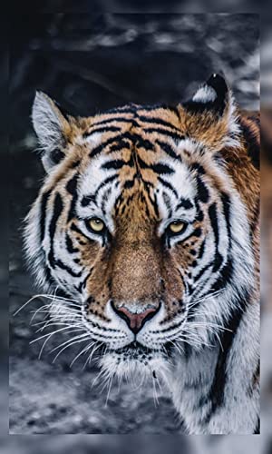 4K Tiger Wallpapers