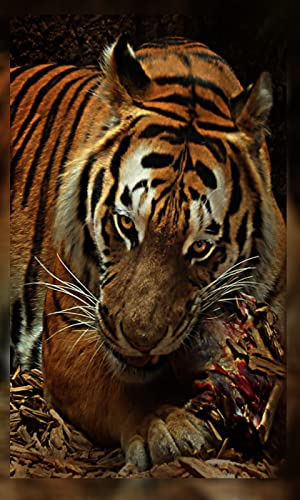 4K Tiger Wallpapers
