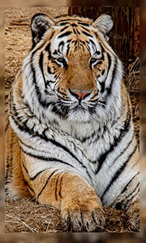 4K Tiger Wallpapers