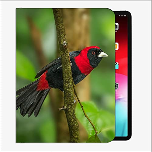 Caso en Forma de Nuevo iPad 8ª generación 10.2 "2020 / iPad 7th Gen 2019, Tanager Birt Feathers # 7 Funda de Concha Delgada para iPad iPad 10.2 Pulgadas