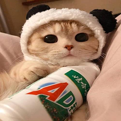 Cat Music Playlist Itunes Stress Relief Relaxing Music