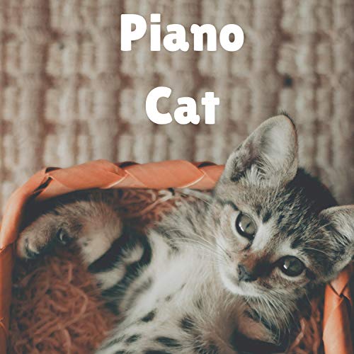 chill piano cat