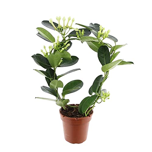 DECOALIVE Jazmín de Madagascar Planta Natural Stephanotis Floribunda Planta de Interior
