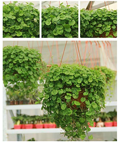 Dichondra Repens Ground Cover Plant Seeds 50+ Grass Plants Hanging Decorative Garden Plants Water Grass Seeds Easy Aquatic Live Plant