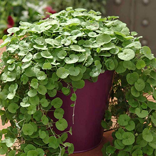 Dichondra Repens Ground Cover Plant Seeds 50+ Grass Plants Hanging Decorative Garden Plants Water Grass Seeds Easy Aquatic Live Plant