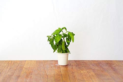 Emsa M5260900 Cápsula de sustrato Click and Grow Basil, paquete de recarga para Smart Garden, juego de 3