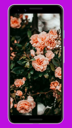 HD Flower Wallpaper & Background