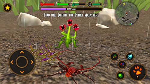 Life of Phrynus - Whip Spider