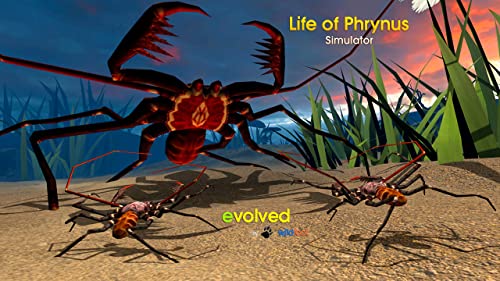 Life of Phrynus - Whip Spider