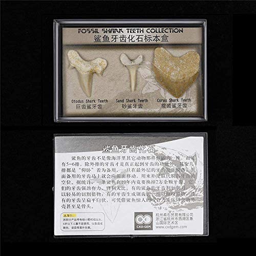 Namvo Juego de 3 piezas naturales fósiles de diente de tiburón, piedras naturales para la educación, decoración del hogar, dientes fósiles regalo para niños