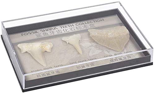 Namvo Juego de 3 piezas naturales fósiles de diente de tiburón, piedras naturales para la educación, decoración del hogar, dientes fósiles regalo para niños