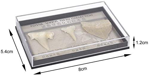 Namvo Juego de 3 piezas naturales fósiles de diente de tiburón, piedras naturales para la educación, decoración del hogar, dientes fósiles regalo para niños