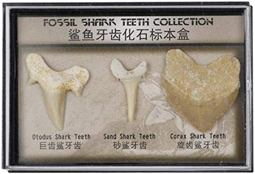 Namvo Juego de 3 piezas naturales fósiles de diente de tiburón, piedras naturales para la educación, decoración del hogar, dientes fósiles regalo para niños