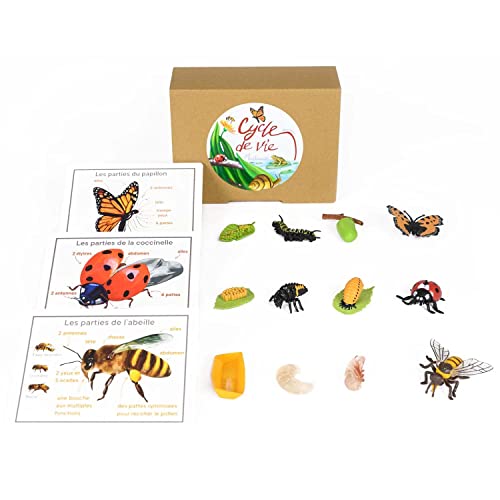 PACHA ECHECS® Juego de ciclo de vida de insectos – Material educativo Montessori para aprender la evolución | Herramienta pedagógica | Simulación del Crecimiento | Anatomía | Biología