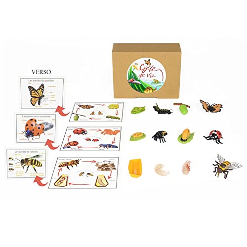 PACHA ECHECS® Juego de ciclo de vida de insectos – Material educativo Montessori para aprender la evolución | Herramienta pedagógica | Simulación del Crecimiento | Anatomía | Biología