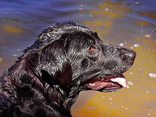 Pintura por numeros para Adultos e Ni?os, Perro Labrador Pet Animal Head Black Water Wet Juegos de Pintura por números-Sin Marco