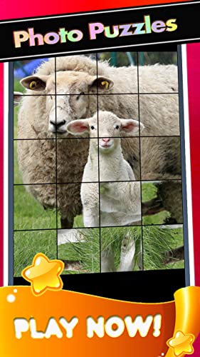 Sheep Home Pictures-Baby Sheeps Puzzle Game