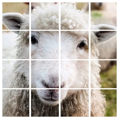 Sheep Home Pictures-Baby Sheeps Puzzle Game