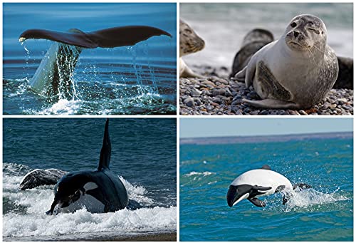 Tarjetas postales lenticulares con animales en 3D (juego de 4)