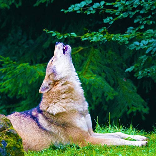 Thunder & Wolves: Howling with Rain on Leaves