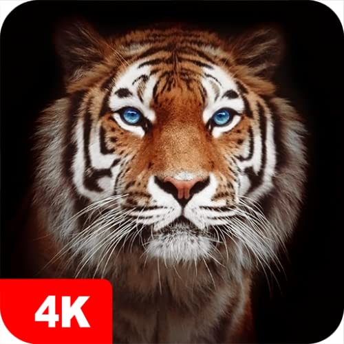 Tiger Wallpapers 4K & HD Backgrounds apps