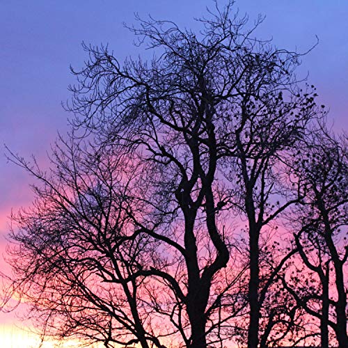 Too Cool for the Vestibule