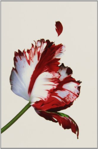 Twilight Saga 5. Book Set: Stephenie Meyer