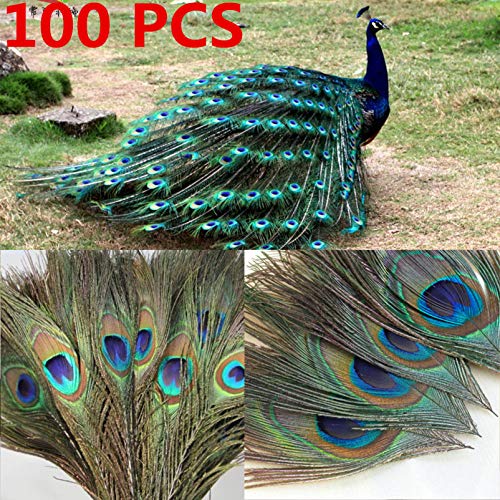 WINOMO - 100 plumas de pavo real, 25 – 30 cm, plumas de pavo real, plumas para ojos, artesanía, decoración, arte, vestido, sombrero, boda, fiesta, disfraz