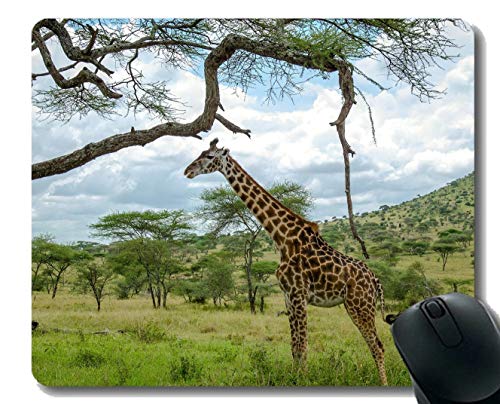 Yanteng Estera del ratón del Juego, cojín de ratón de la Jirafa Animal ridícula Cosida