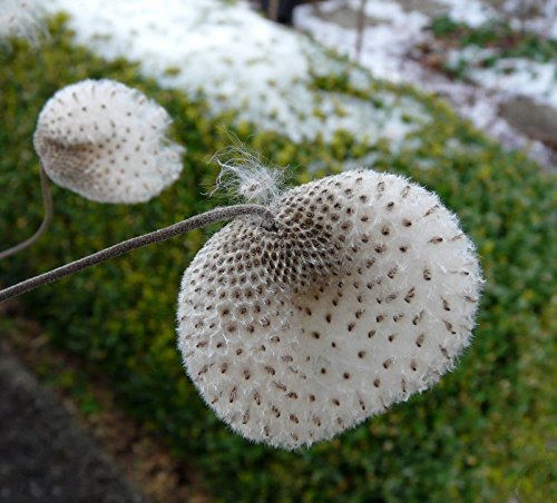 10 Semillas de la anémona chinos, japoneses Thimbleweed, Anemone hupehensis