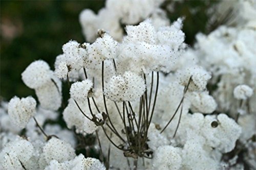10 Semillas de la anémona chinos, japoneses Thimbleweed, Anemone hupehensis